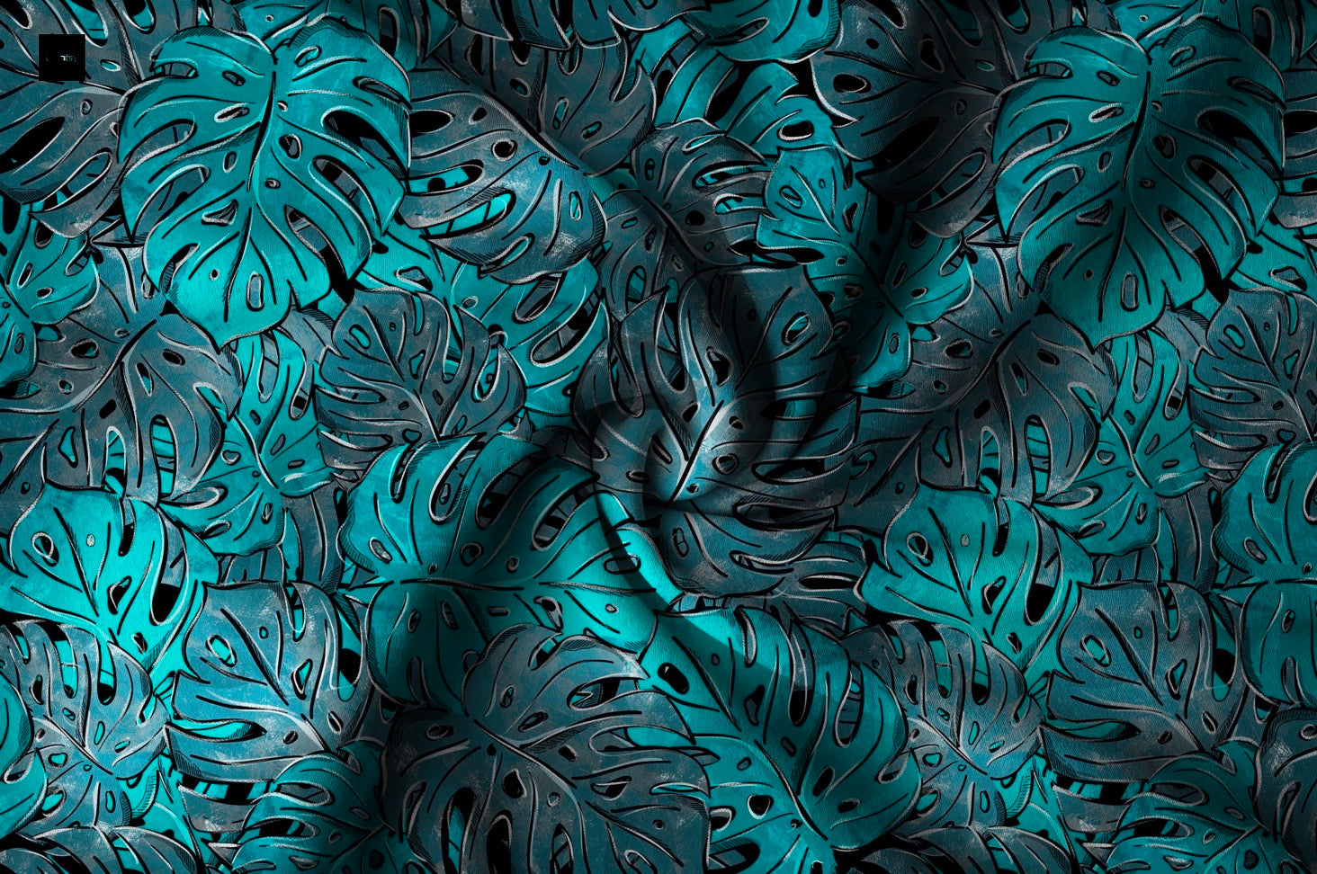 Monstera Dezember Vorbestellung